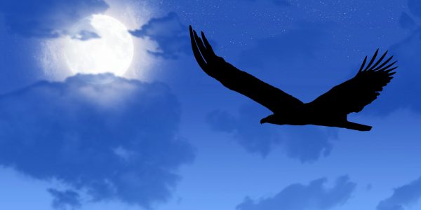 Full moon, bird in flight
